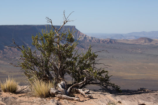 Cliffrose bush growing on the edge of Gooseberry mesa with another mesa in the distance