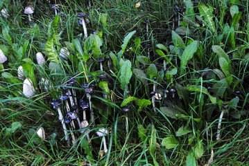 schwarz Färbung des Waldboden