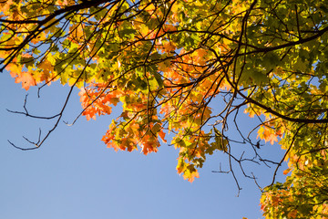 Color maple leaves and on branches. Autumn colors. Yellow, red against the blue sky