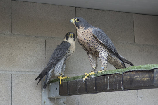Pareja halcones peregrinos