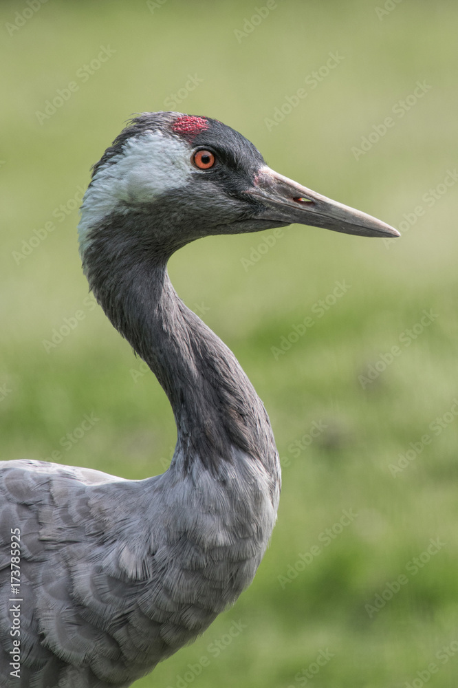 Poster three quarter length close up profile portrait of a common crane with a tree background and in upright vertical format