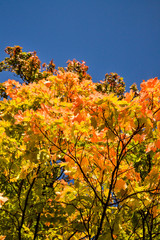 Color maple leaves and on branches. Autumn colors. Yellow, red against the blue sky