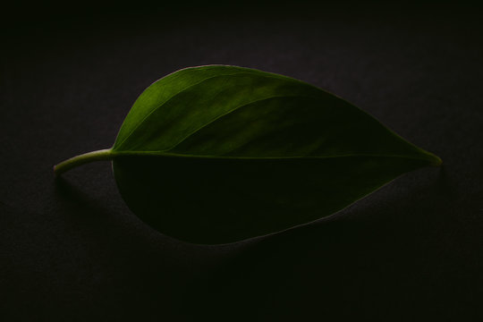 Leaf on black.