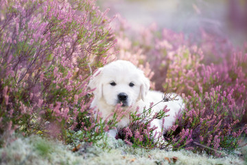 golden retriever puppy lying on a heath field - obrazy, fototapety, plakaty