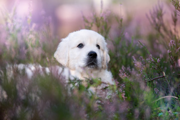 golden retriever puppy posing in heath