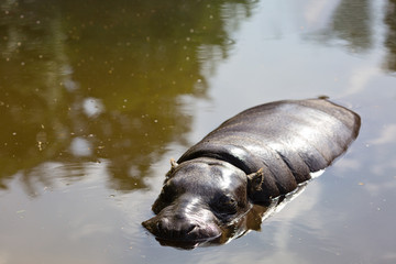 Pygmy hippopotamus lying in the water on sunny day