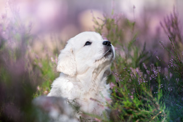 adorable golden retriever puppy looking up - obrazy, fototapety, plakaty
