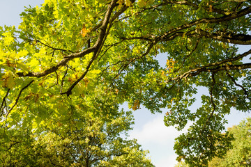 Green oak leaves on a branch. sunny day