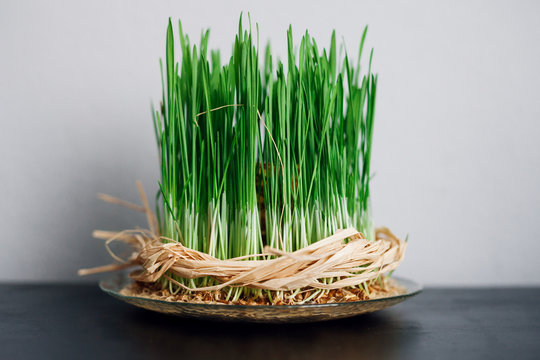 Young fresh wheat on the black table