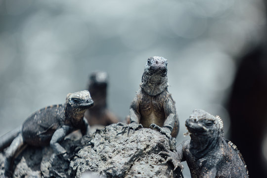 Galapagos Marine Iguanas