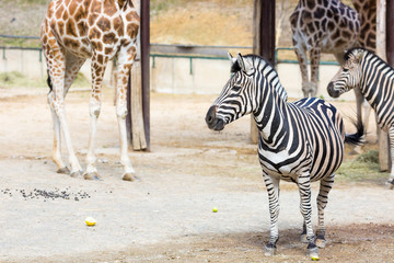 Zebras and girrafes standing in the zoo