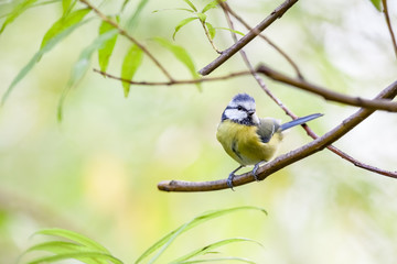 coal tit