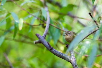 Eurasian wren on a stick