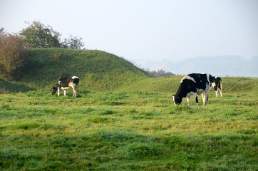 Fototapeta premium Grazing black and white cattle seen grazing in a sloped landscape.