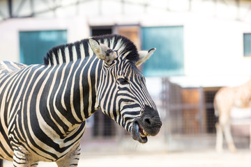 Close-up of zebra standing in the zoo barn