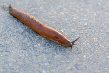 Schnecke auf dem weg