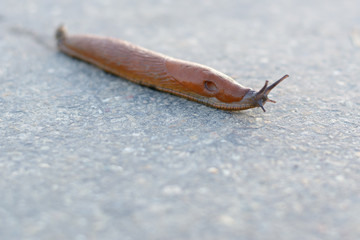 Schnecke auf der Strasse