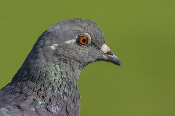 Closeup of a pigeon, clipping path