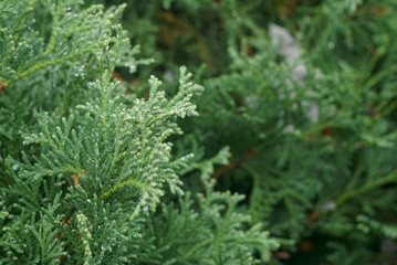 juniper branches are close