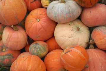 Pile of colored pumpkins and gourds