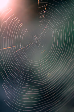 Spider web with a green background and the sun shining behind it