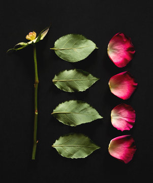 Deconstructed pink rose