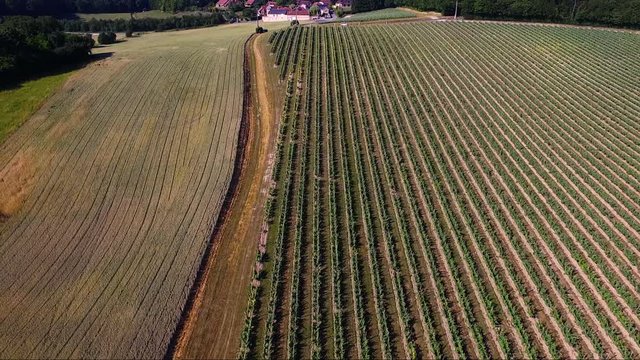 vignes dans le sud de la france