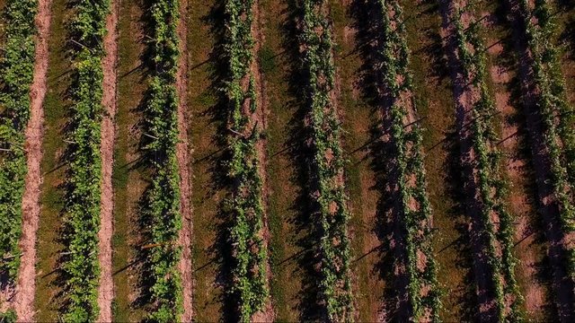 vignes dans le sud de la france