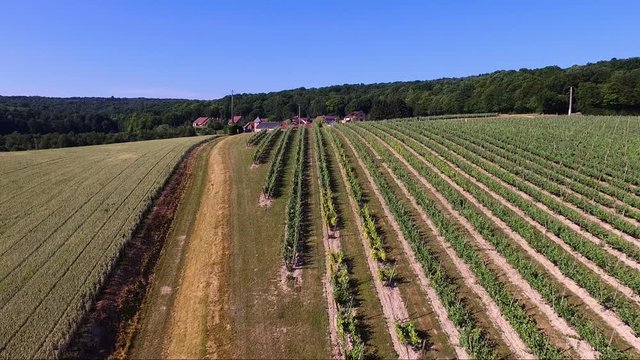 vignes dans le sud de la france