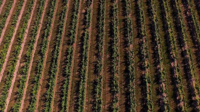 vignes dans le sud de la france