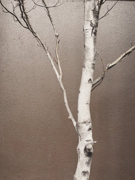 Aspen tree in front of building wall