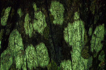 Background Texture Sea Anemone