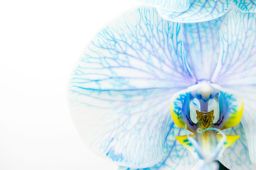 Closeup Of Blue Painted Orchid On White Background