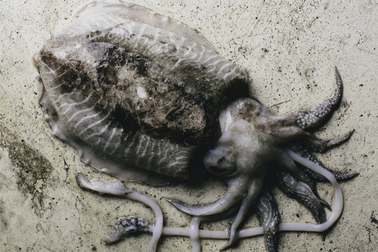Squid still life