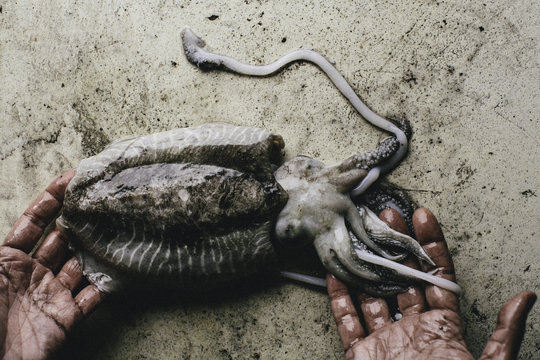 Squid still life
