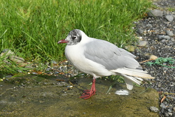 Fototapeta premium Gaviota de Franklin