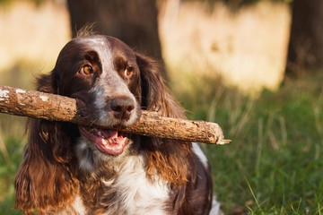 Brown spotted russian spaniel in the forest