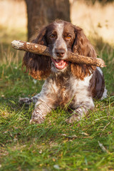 Brown spotted russian spaniel in the forest