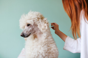 redhead woman from behind petting her white royal poodle