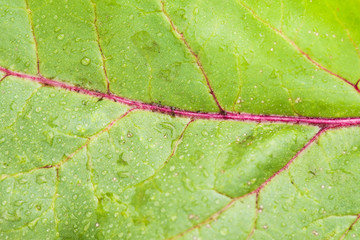 Fresh Beetroot Leaf With Water Drops Closeup