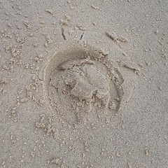Hufeisenabdruch am Strand 