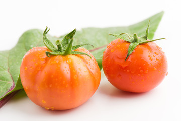 Fresh Tomatoes From The Garden Closeup On White Background