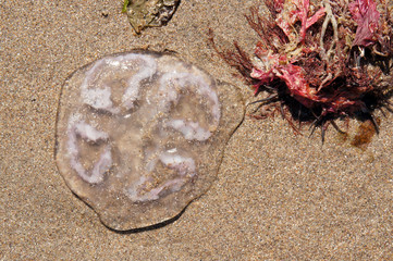 Jellyfish on the sand of Norway on the North Sea shore