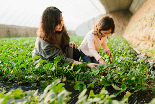 Young girl and her mother picking strawberry in greenhouse