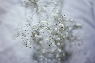 A close up of baby's breath