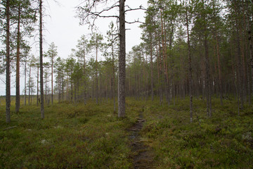 Susitaival Patvinsuo kansallispuisto, kesä