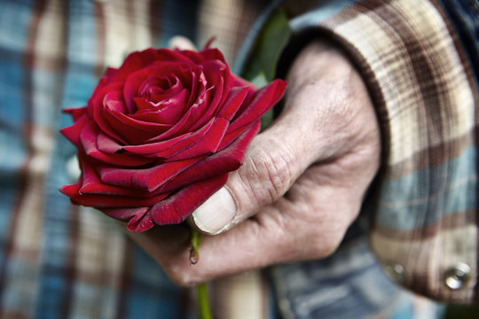 A man`s hand holding a red rose