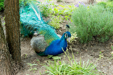 Fototapeta premium A handsome, proud male peacock walks through the summer park.