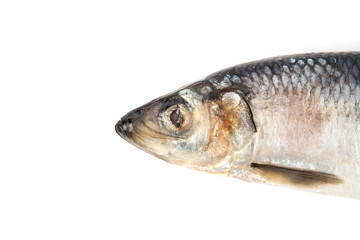 Raw herring isolated