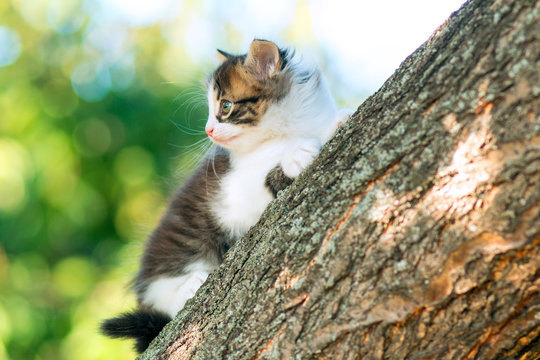 portrait of a cute little funny kitten climbing on a tree branch in the nature